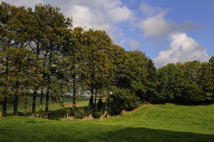 France, Seine-Maritime (76), Bretteville-du-Grand-Caux, clos-masure La Vitrine du Lin, grands arbres qui entourent la propriété