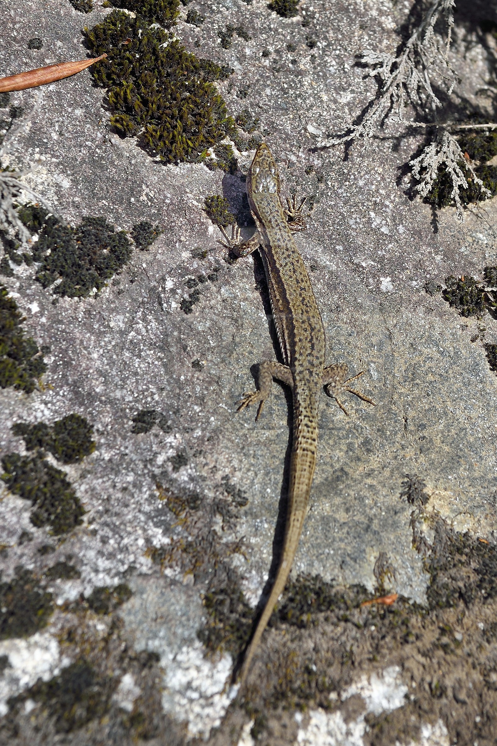 France, Hautes-Pyrénées (65), Saint-Lary-Soulan, Réserve naturelle nationale du Néouvielle, lézard des murailles (Podarcis muralis) est appelé rapiette