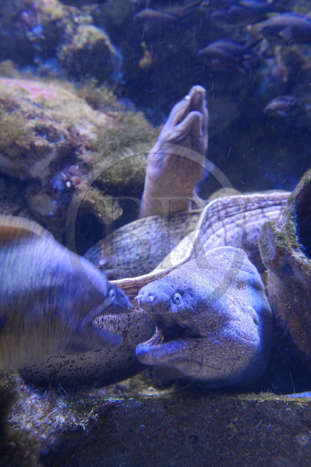 Principauté de Monaco, Monaco, le musée océanographique, murènes de Méditerranée