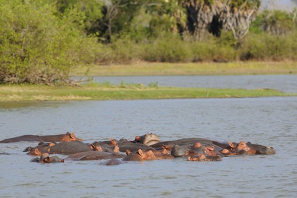 Tanzanie, Reserve de gibier de Selous une des plus grandes zones protégées au monde et inscrite sur la liste du patrimoine mondial de l’Unesco depuis 1982, hippopotames sur le lac Nzerakera formé par la rivière Rufiji