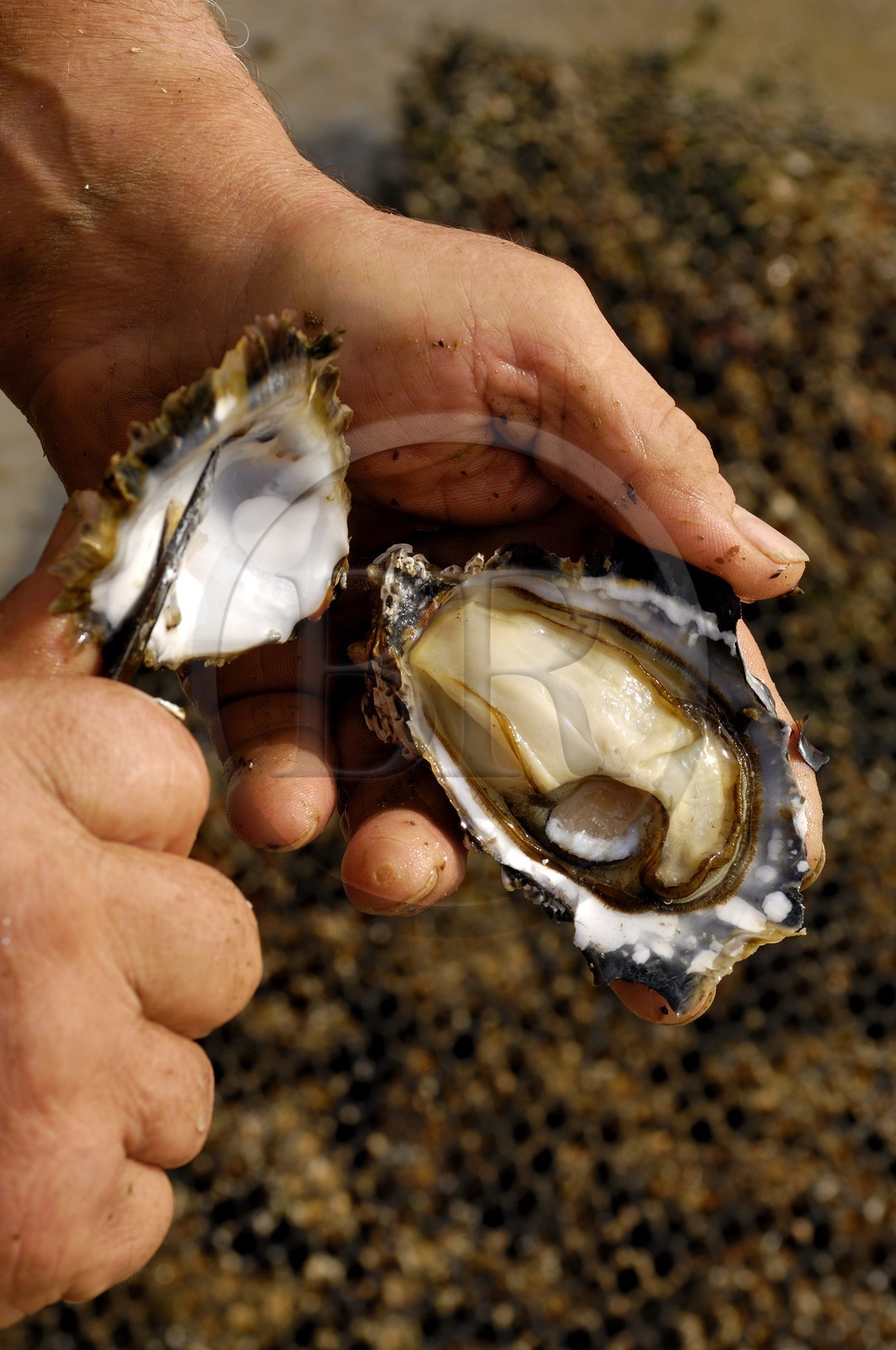 France, Charente-Maritime (17), le bassin Marrennes-Oléron au large de l'Ile d'Oléron, une huître tout juste sortie de mer