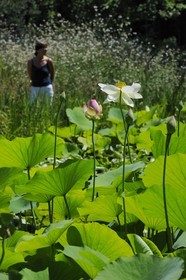 France, Hérault (34), Montpellier, le Jardin des Plantes, lotus des Indes (Nelumbo nucifera gaertner)