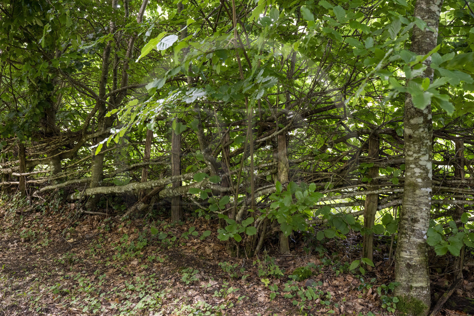 France, Saône-et-Loire (71), parc naturel régional du Morvan, Saint-Léger-sous-Beuvray, site archéologique sur le mont Beuvray, plessis ou haie plessée
