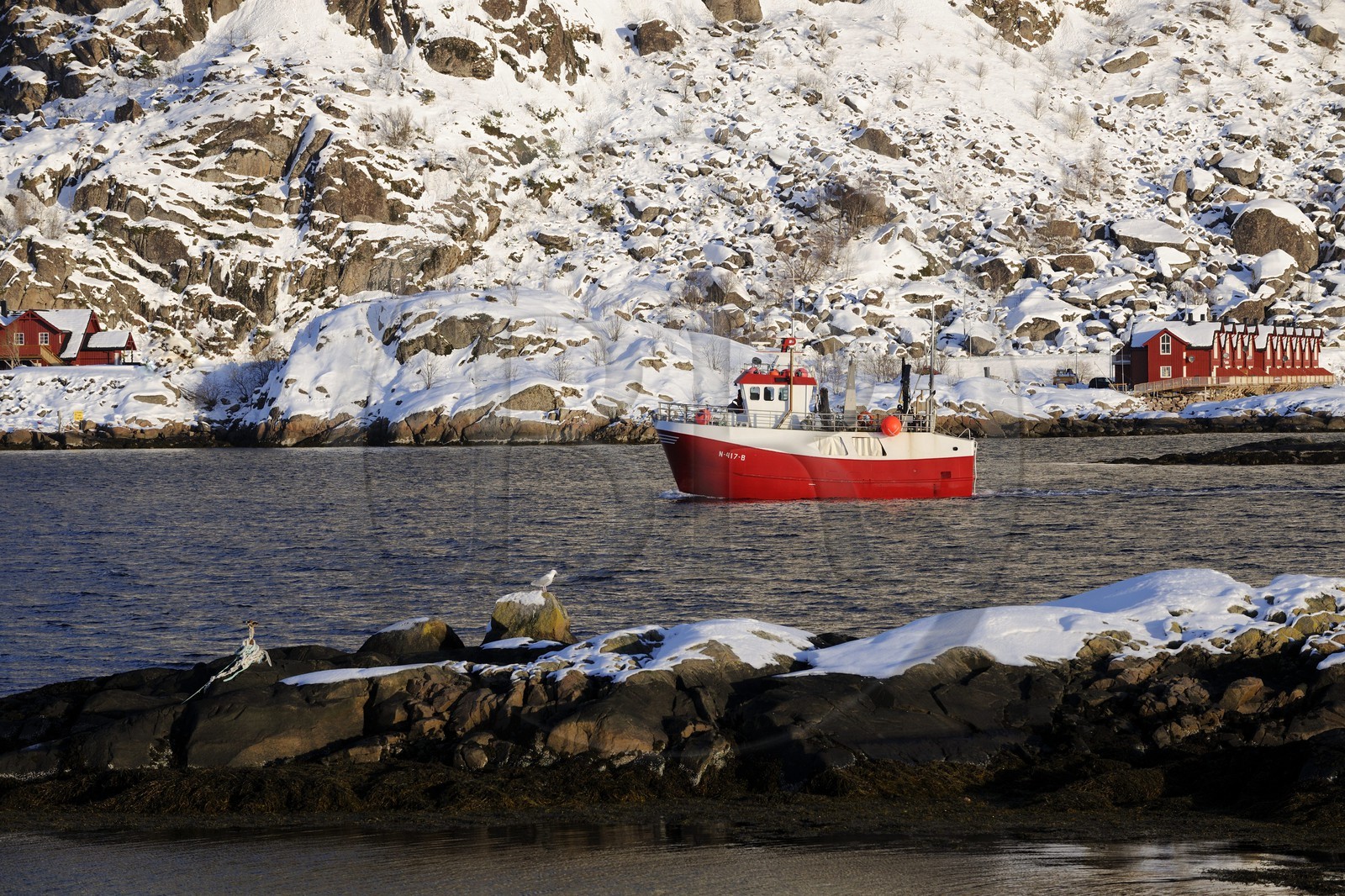 Norvège, Nordland, Iles Lofoten, le port de Svolvaer, retour d'un bateau de pêche