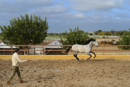 Spain, Andalusia, Seville Province, Utrera, the Ayala stud farm (Yeguada Ayala), training of an Andalusian horse also known as the Pure Spanish Horse or PRE (Pura Raza Espanola)