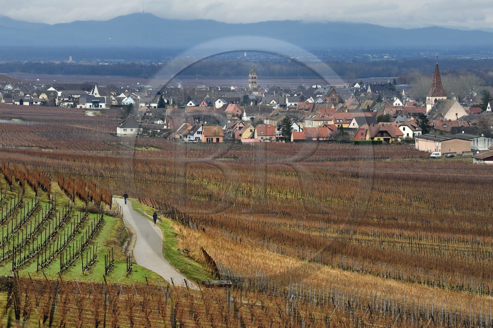 France, Haut-Rhin (68), Kaysersberg, le vignoble autour du village et Sigolsheim en arrière plan