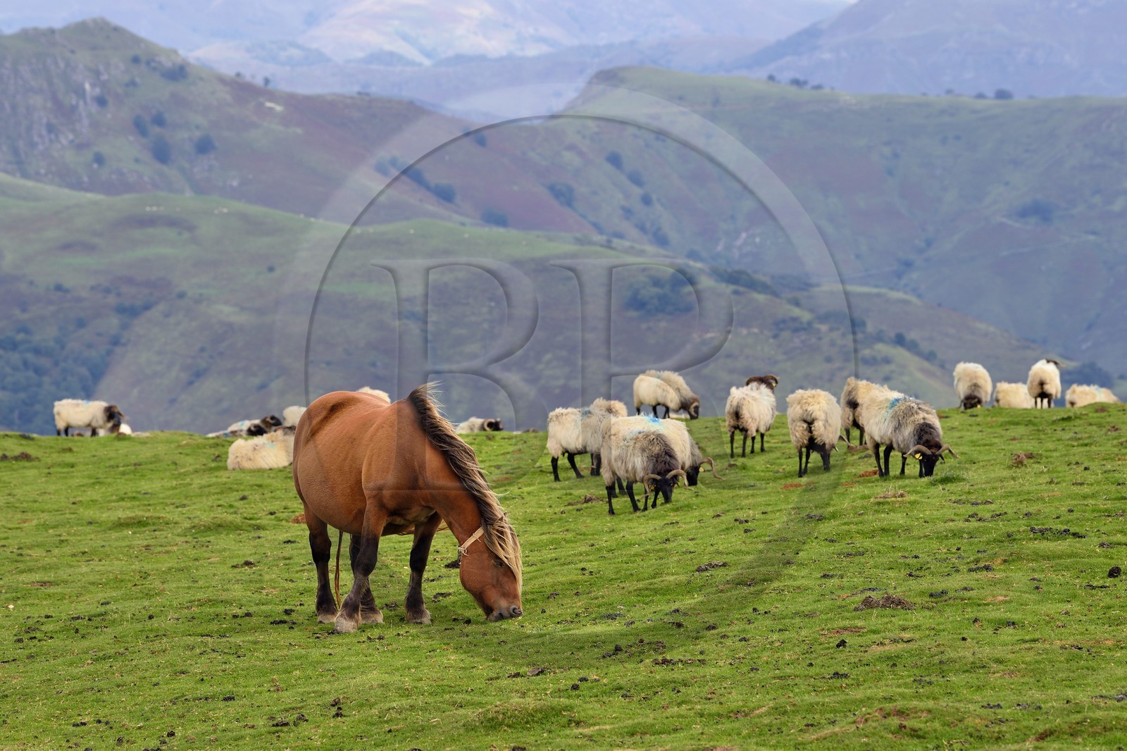 France, Pyrénées-Atlantiques (64), Pays-Basque, chemin de Saint-Jacques de Compostelle sur le GR 65 entre Saint-Jean-Pied-de-Port et Roncevaux, troupeau de brebis manech tête noire et poney pottok