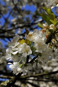 France, Val-de-Marne (94), les bords de Marne, Bry-sur-Marne, cerisier en fleur
