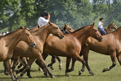 Argentine, province de Buenos Aires, San Antonio de Areco, fête du Jour de la Tradition (Dia de la Tradicion), figure appelée enchevêtrement de troupeaux (Entrevero de tropillas)