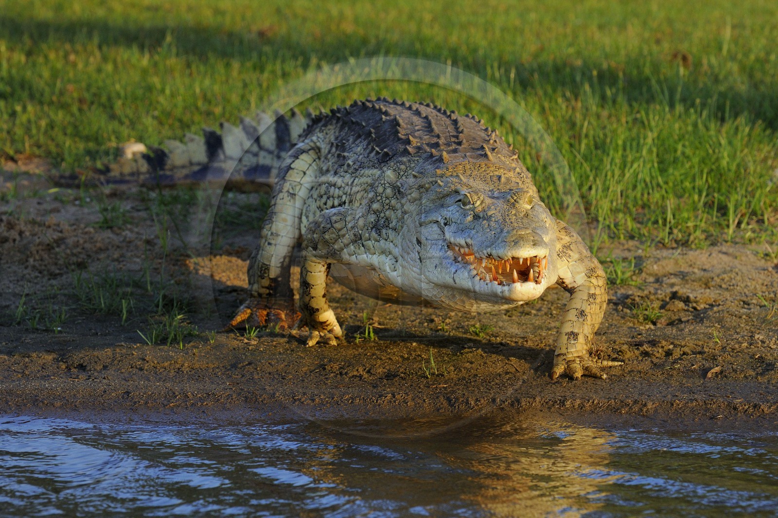 Tanzanie, Reserve de gibier de Selous une des plus grandes zones protégées au monde et inscrite sur la liste du patrimoine mondial de l’Unesco depuis 1982, crocodile du Nil (Crocodylus niloticus) sur le lac Nzerakera formé par la rivière Rufiji