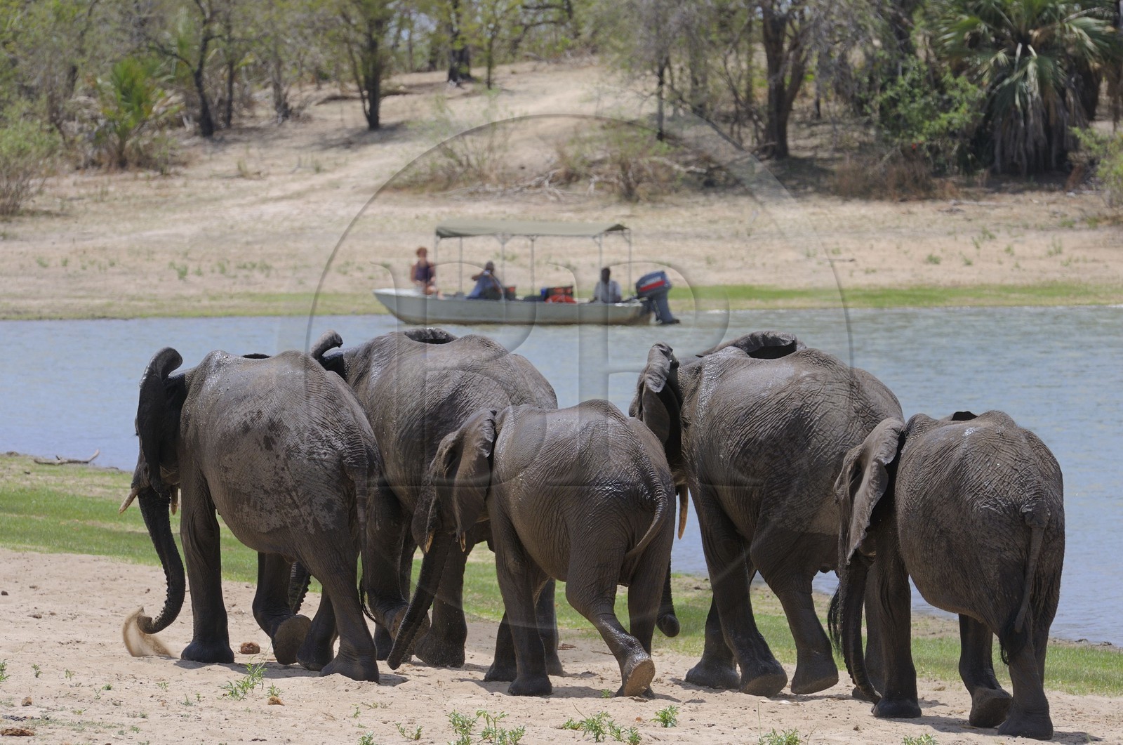 Tanzanie, Reserve de gibier de Selous une des plus grandes zones protégées au monde et inscrite sur la liste du patrimoine mondial de l’Unesco depuis 1982, Éléphant de savane d'Afrique (Loxodonta africana) devant un bateau de safari