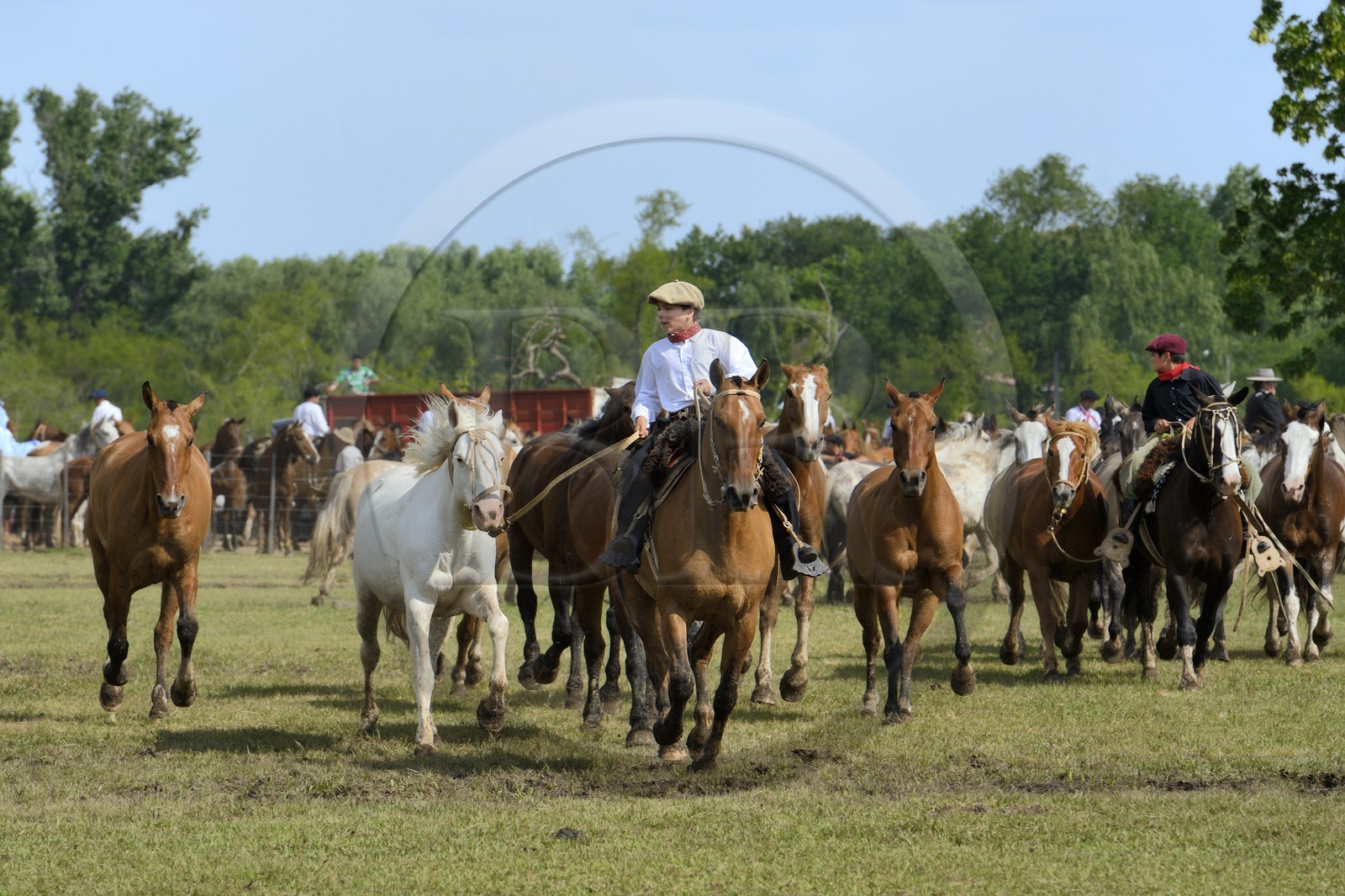 Argentine, province de Buenos Aires, San Antonio de Areco, fête du Jour de la Tradition (Dia de la Tradicion), figure appelée enchevêtrement de troupeaux (Entrevero de tropillas)