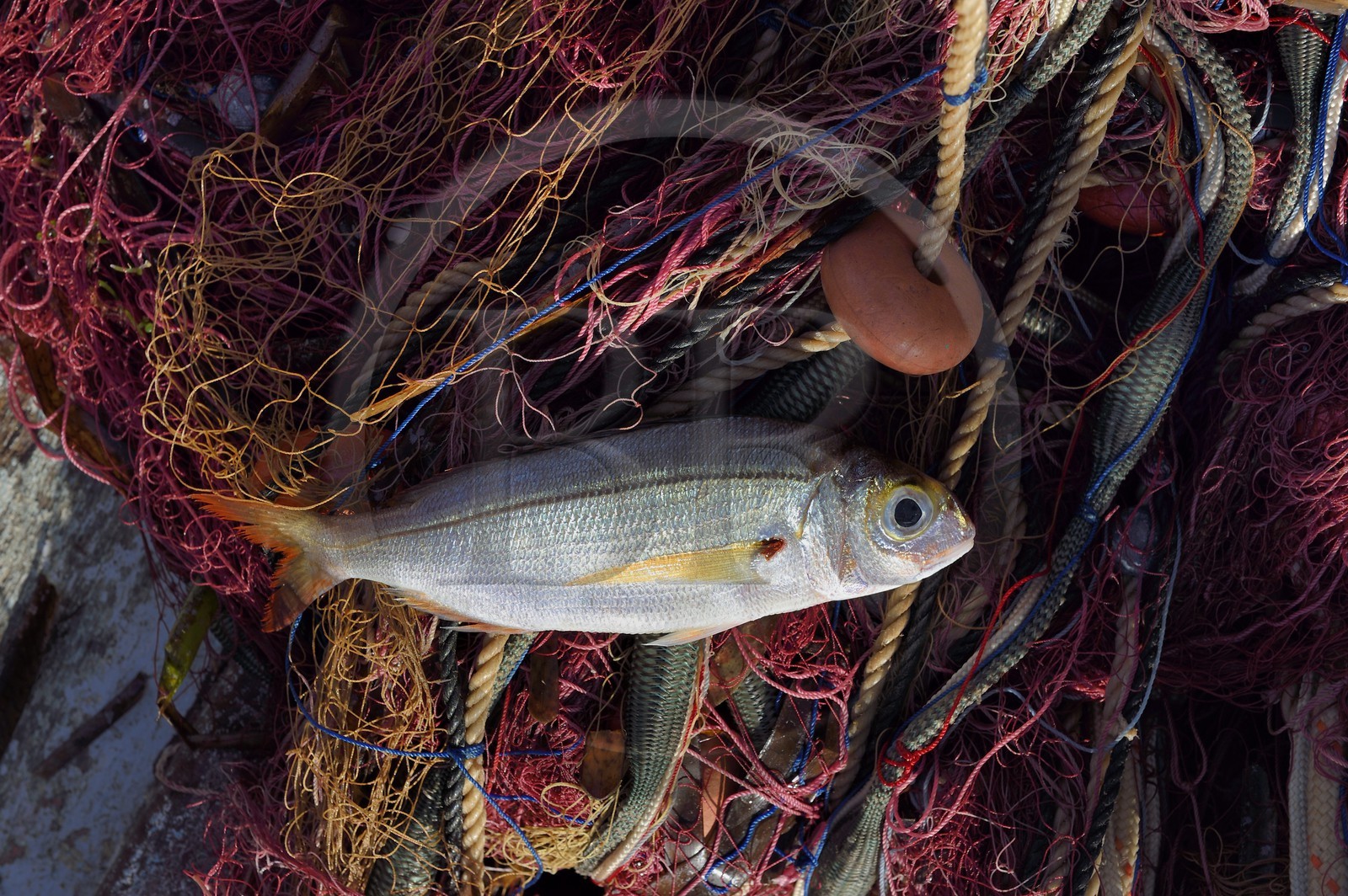 France, Var (83), Iles d'Hyères, parc national de Port Cros, Ile de Porquerolles, le quai des pêcheurs sur le port du village, la besugue