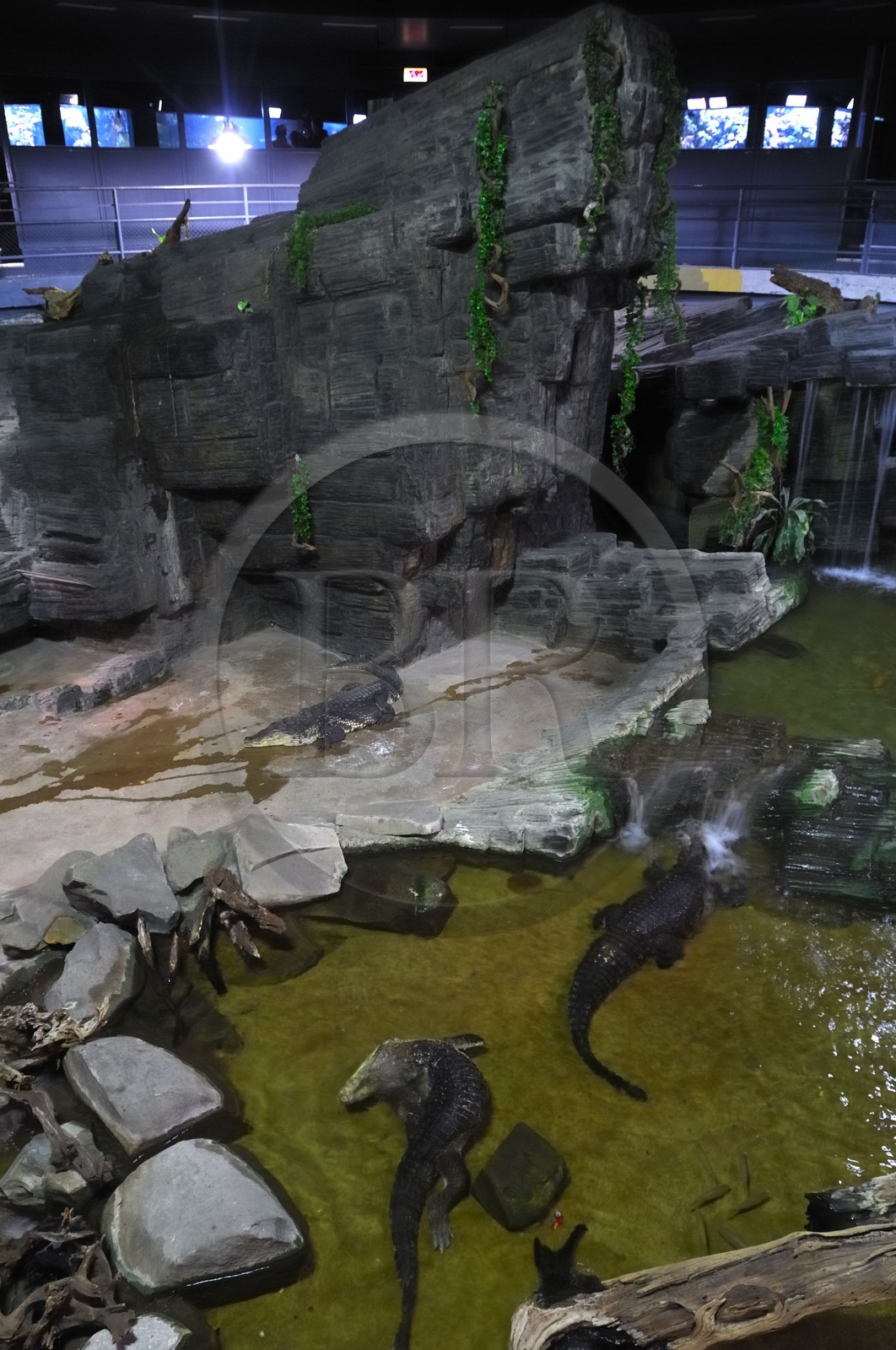 France, Paris (75), aquarium de la Porte Dorée, fosse aux crocodiles