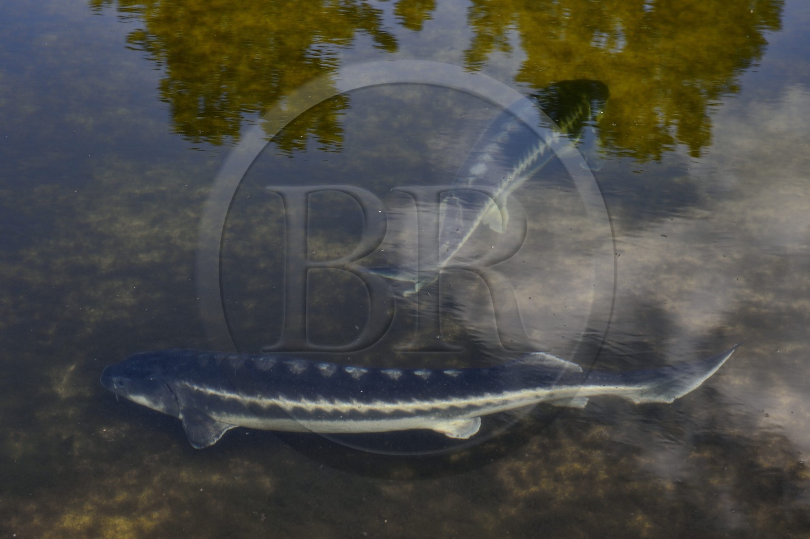 France, Dordogne (24), Périgord Blanc, Neuvic, Domaine Huso, société de production du Caviar de Neuvic, esturgeon sibérien (Acipenser baerii)