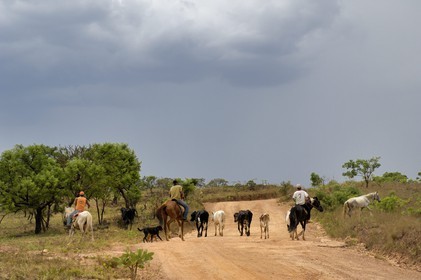 Brésil, Etat du Minas Gerais, région de Carrancas au sud de Sao Joao del Rei, cowboys (Route de l'or, Estrada Real)