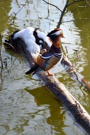 France, Val-de-Marne (94), les bords de Marne, Bry-sur-Marne, canard mandarin mâle (Aix galericulata)