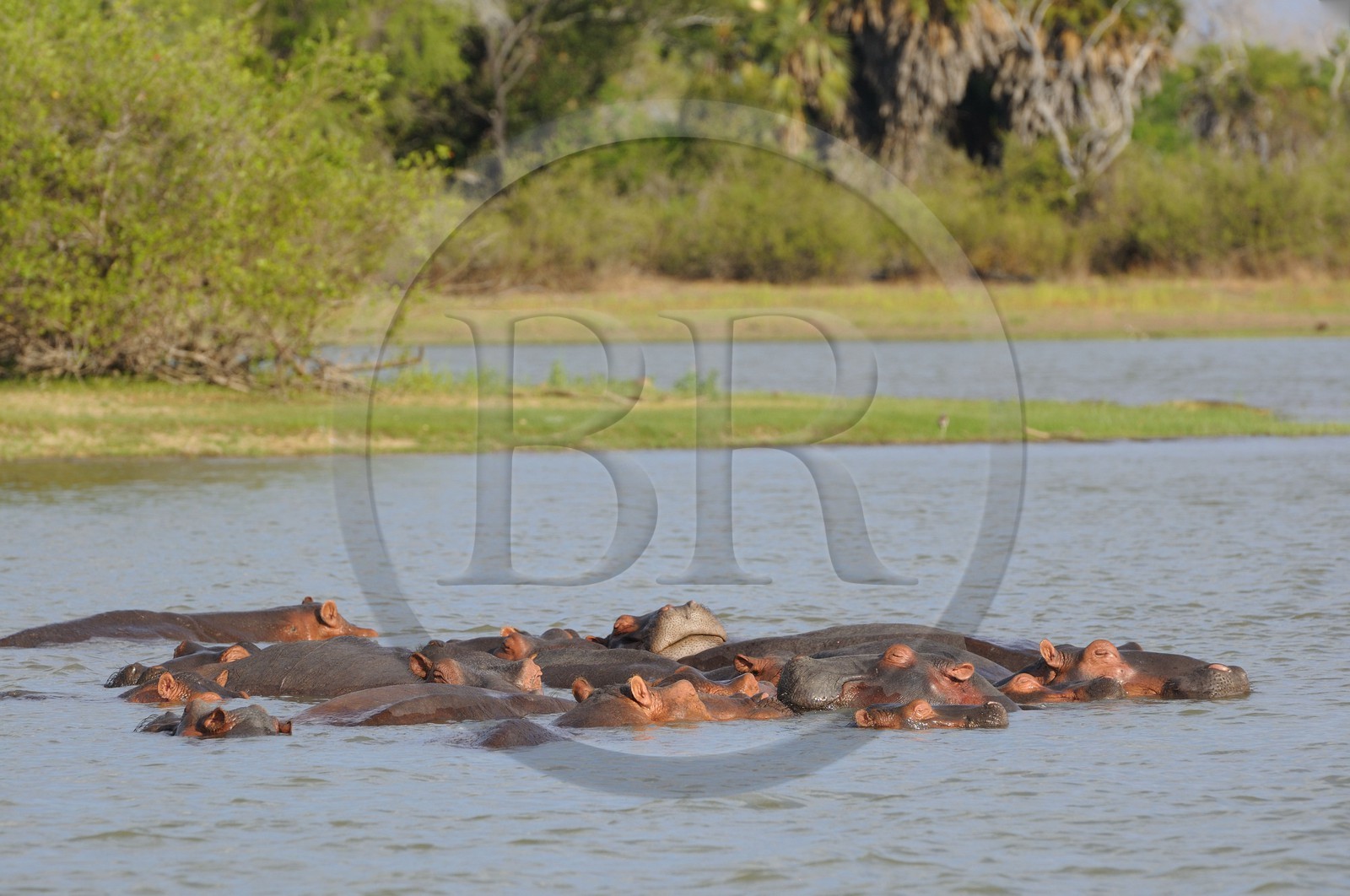 Tanzanie, Reserve de gibier de Selous une des plus grandes zones protégées au monde et inscrite sur la liste du patrimoine mondial de l’Unesco depuis 1982, hippopotames sur le lac Nzerakera formé par la rivière Rufiji