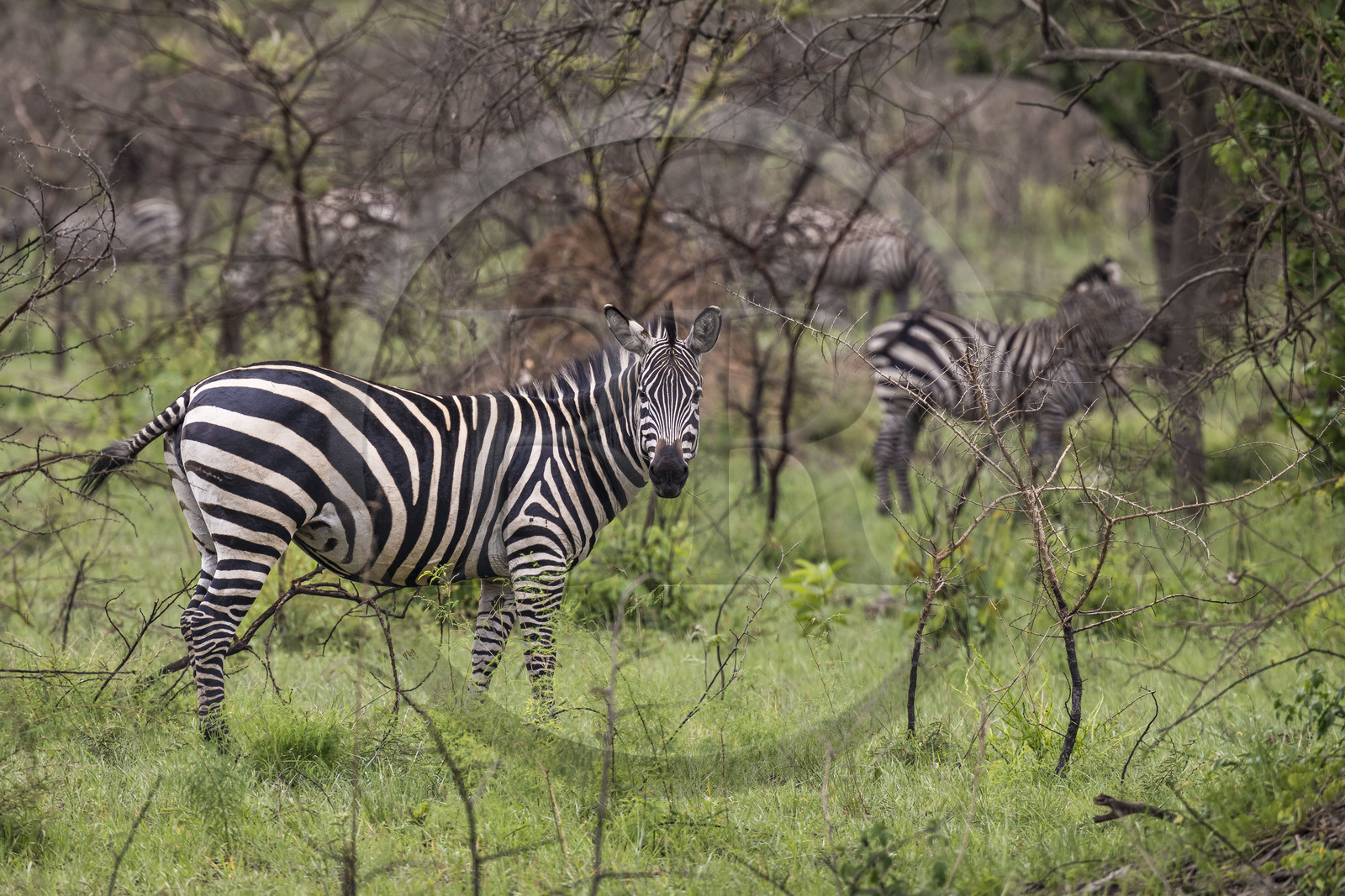 Rwanda, Parc national de l'Akagera, zèbre des plaines (Equus quagga)