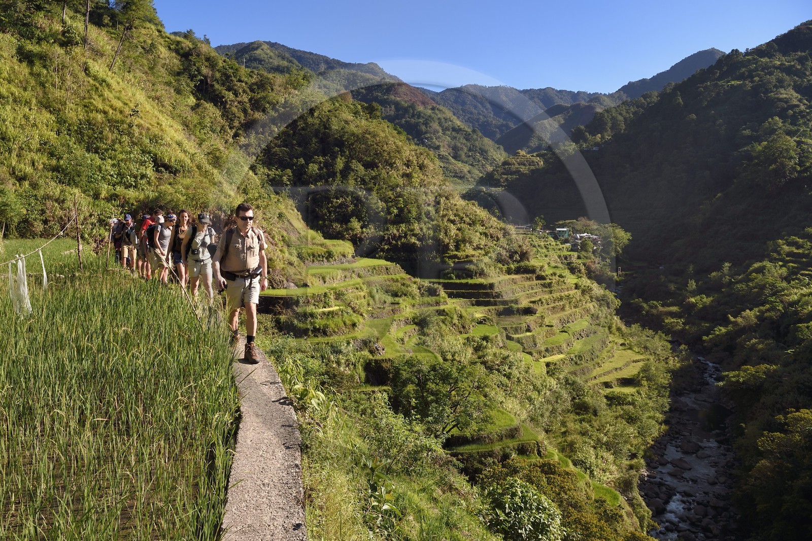 Philippines, Ifugao province, hiking in the Banaue rice terraces around the village of Cambulo, listed as World Heritage by UNESCO