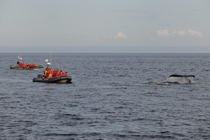 Canada, province de Québec, région du Manicouagan, excursion d'observation des baleines à bosse en Zodiac au large de Tadoussac