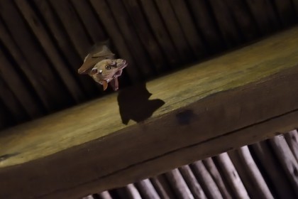 Zimbabwe, province de Matabeleland septentrional, parc national Hwange, Davison's Camp, Chiroptère (Chiroptera), appelé couramment chauves-souris