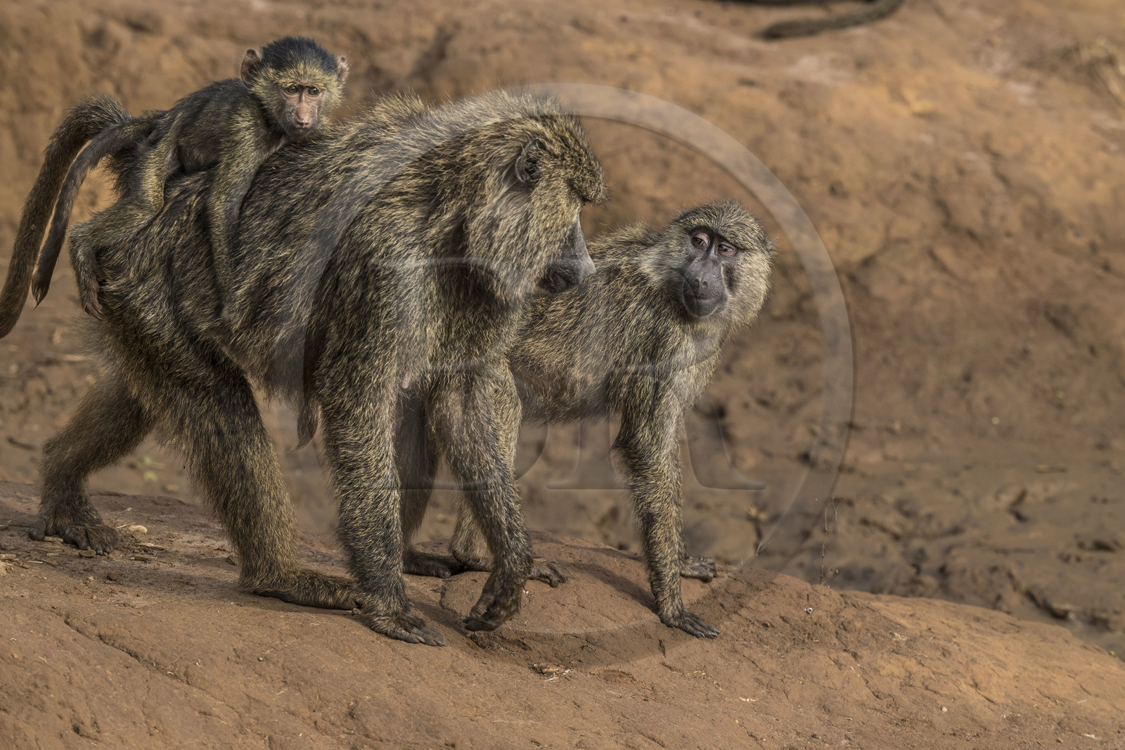 Rwanda, Parc national de l'Akagera, babouin olive (Papio anubis) portant un petit