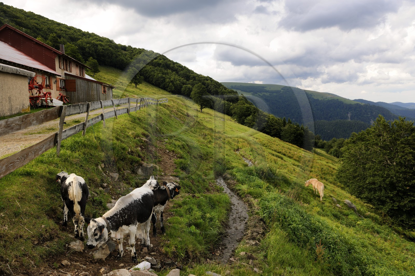 France, Haut-Rhin (68), la route des Crêtes vers Metzeral, ferme marcaire de Steinwasen, veaux en paturage