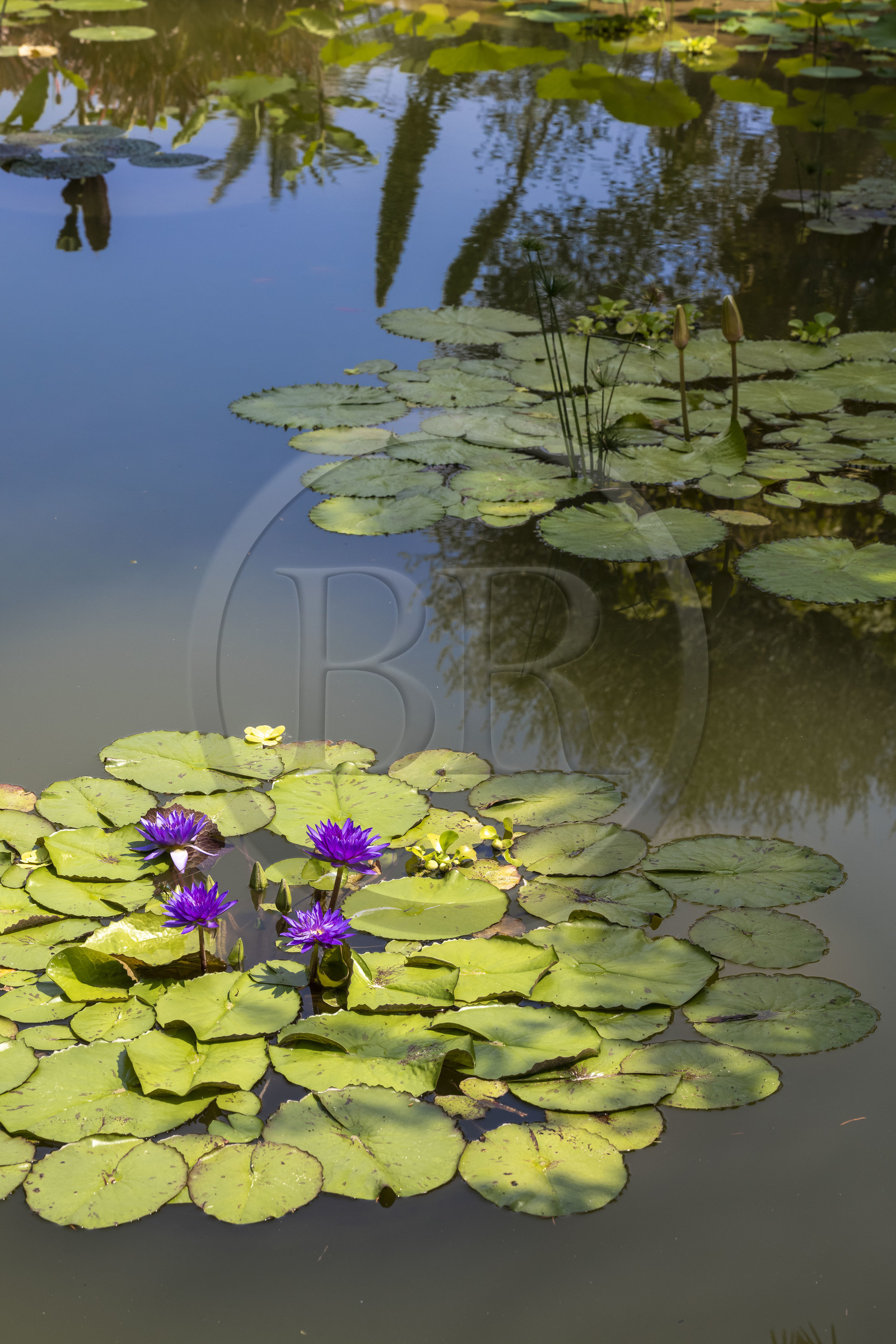 France, Alpes-Maritimes, Menton, Val Rahmeh Botanical Garden, water lilies basin