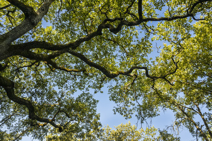 France, Var (83), Provence Verte, Bras, Académie du Bain de Forêt Provençale, forêt du domaine Le Peyrourier - une campagne en Provence