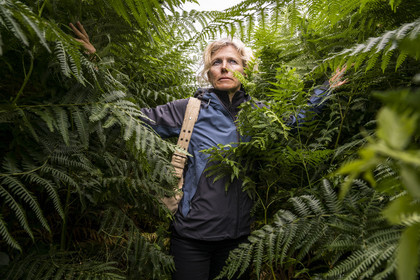 France, Finistère, Plougasnou, Primel-Trégastel, Pointe de Primel at the end of Morlaix Bay, giant ferns on the GR 34 hiking trail