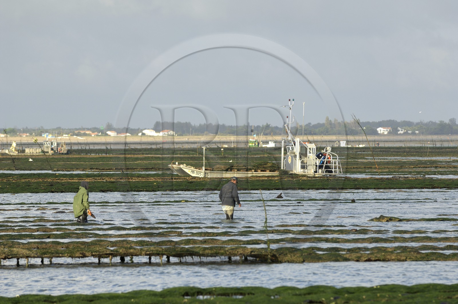 France, Charente-Maritime (17), le bassin Marrennes-Oléron au large de l'Ile d'Oléron, chaland dans les parcs à huîtres