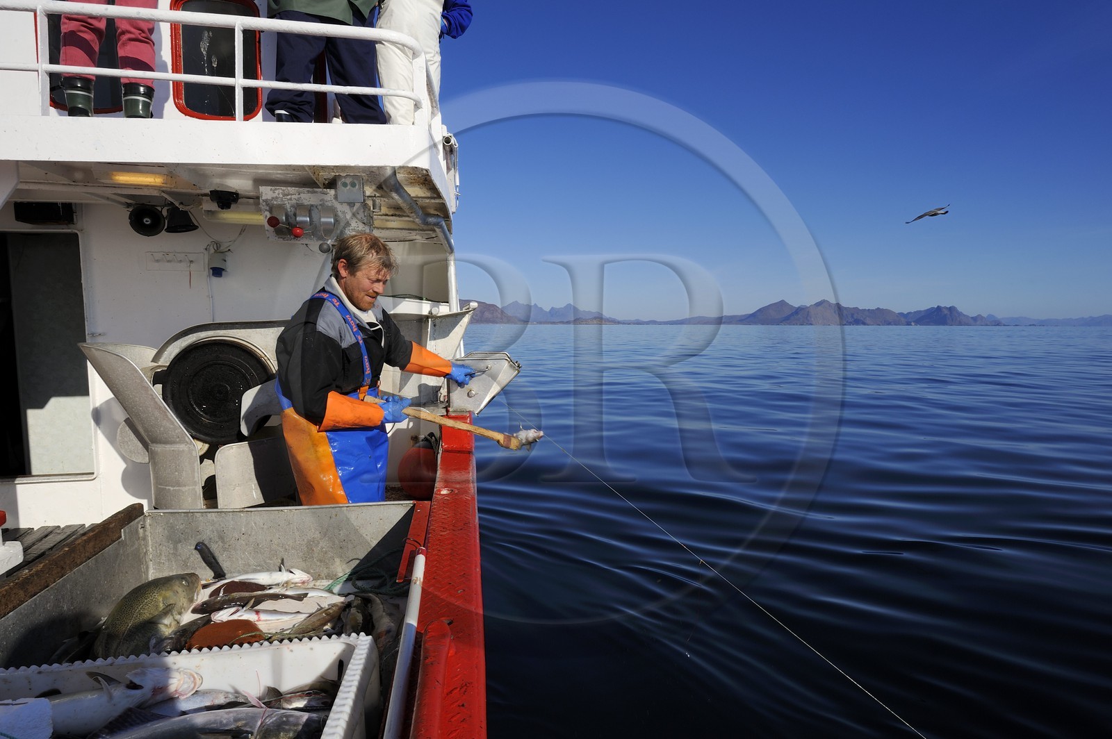 Norvège, Nordland, Îles Lofoten, pêche à la ligne professionnelle