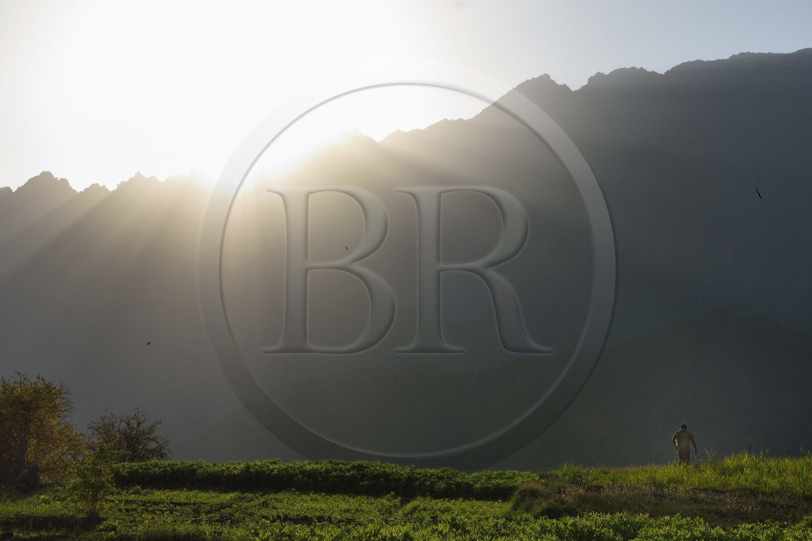 Sultanat d'Oman, Gouvernorat d'Al-Batina du Sud, Hajar occidental, Wadi Mistall, culture en terrasses au dessus du village de Wakan (Wukan), champs de fèves et lentilles