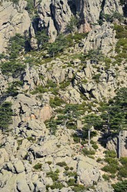 France, Corse du Sud, Alta Rocca, Aiguilles de Bavella (Bavella Needles), hikers on the alpine variante of the GR 20 (Grande Randonnée itinerary)