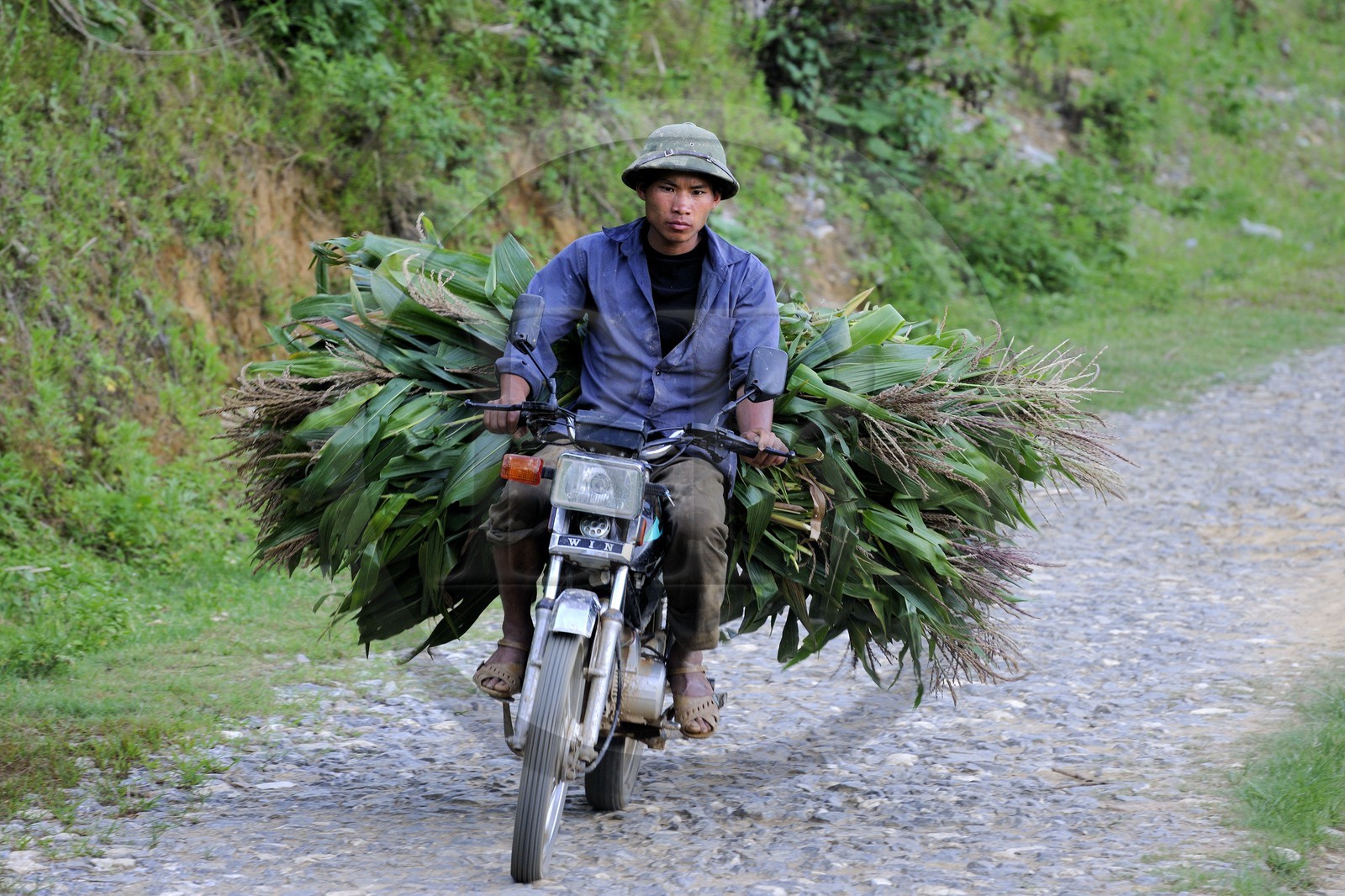 Vietnam, province de Lao Cai, région de Bac Ha, retour de champs avec du maïs en moto