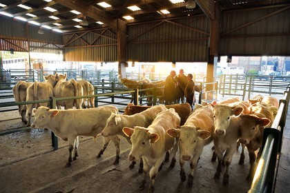 France, Seine-Maritime (76), Forges-les-eaux, marché couvert aux bestiaux