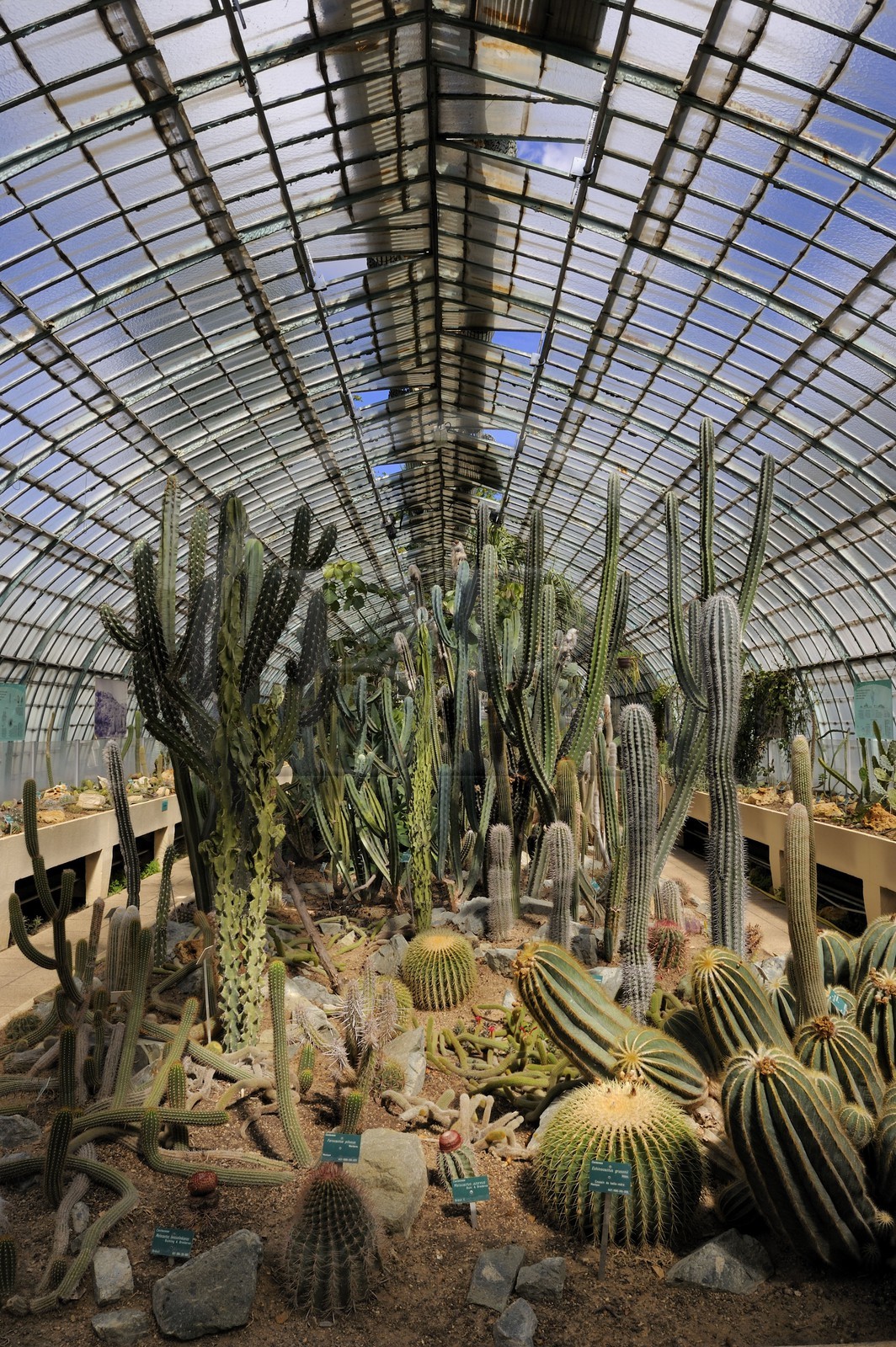 France, Paris (75),  Jardin des Serres d'Auteuil, serre des plantes succulentes