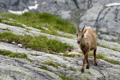 France, Alpes-Maritimes (06), parc national du Mercantour, vallée de la Valmasque, étagne, bouquetin (Capra ibex) femelle des Alpes