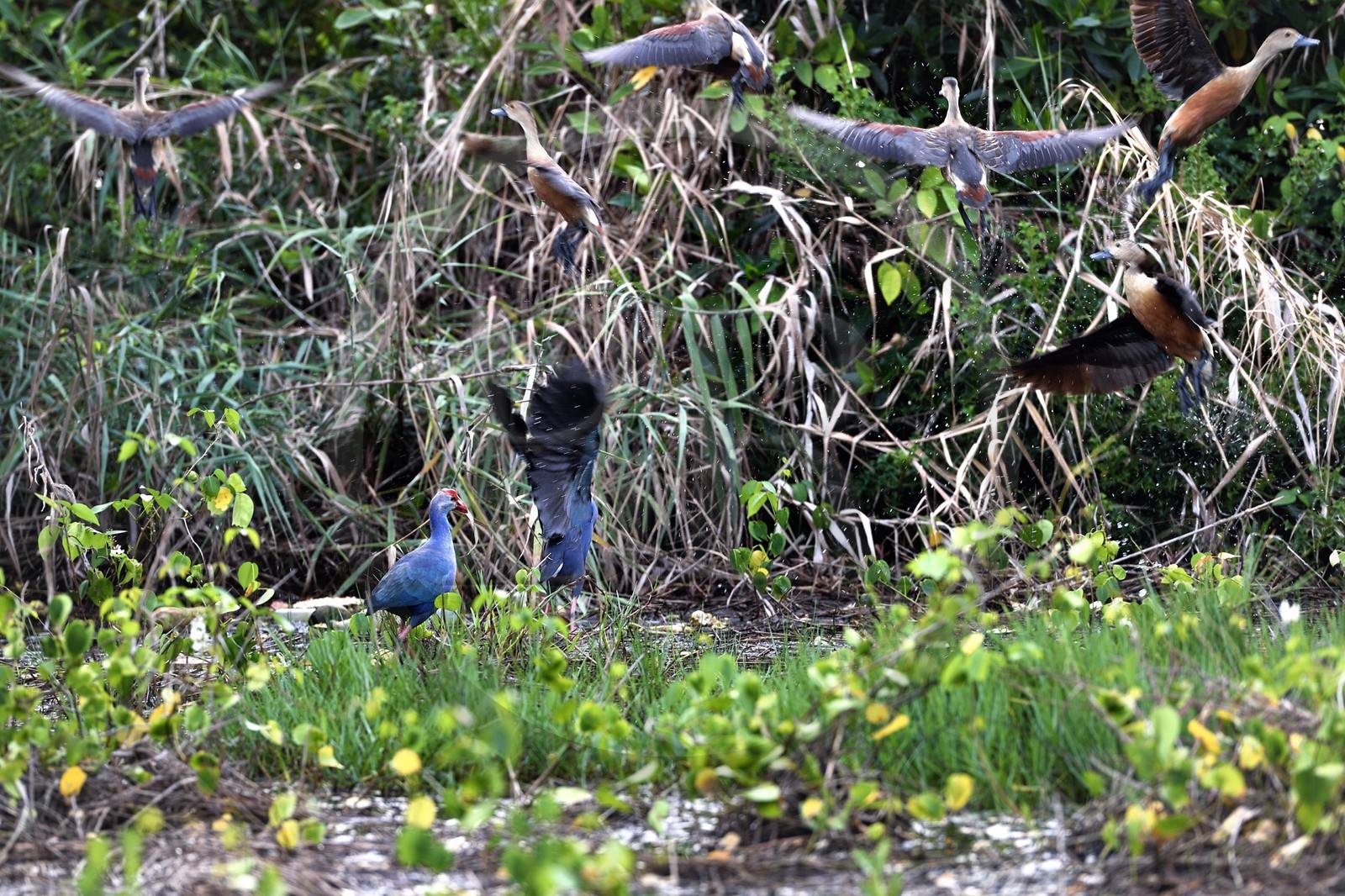 Sri Lanka, Province de l'Ouest, canal hollandais entre Colombo et Negombo, lagon de Negombo, Gallinule poule d'eau (Gallinula chloropus)