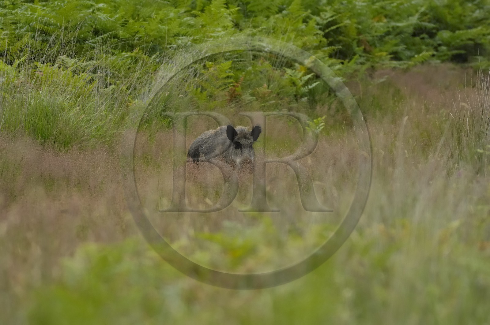 France, Loire et Cher, sanglier dans le domaine du château de Chambord