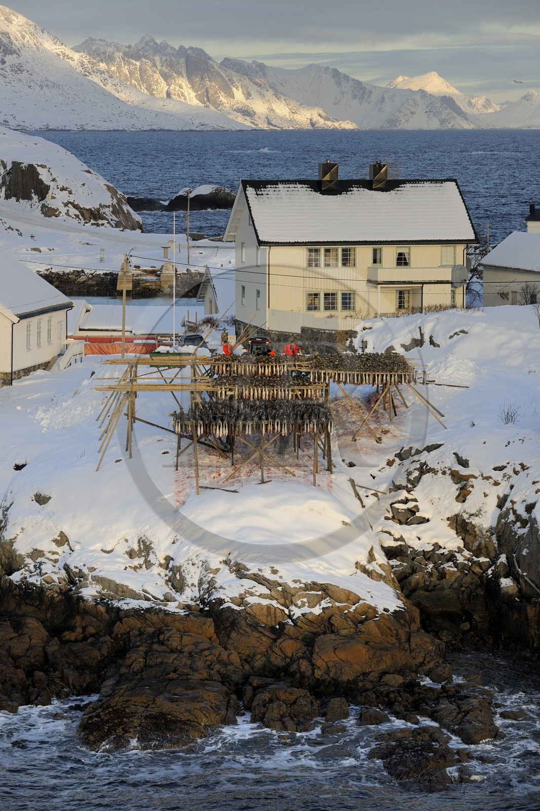 Norvège, Nordland, Iles Lofoten, Ile de Moskenes, le port de pêche de Hamnoy près de Reine, accrochage du cabillaud (morue) pour le séchage