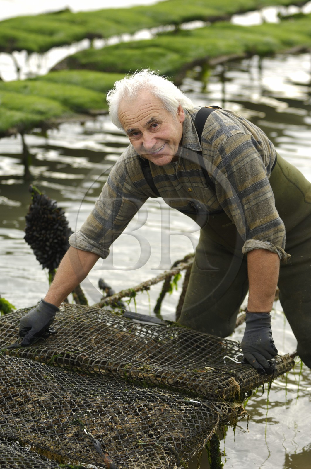 France, Charente-Maritime (17), le bassin Marrennes-Oléron au large de l'Ile d'Oléron, l'ostréiculteur André Massé dans un de ses parcs à huîtres
