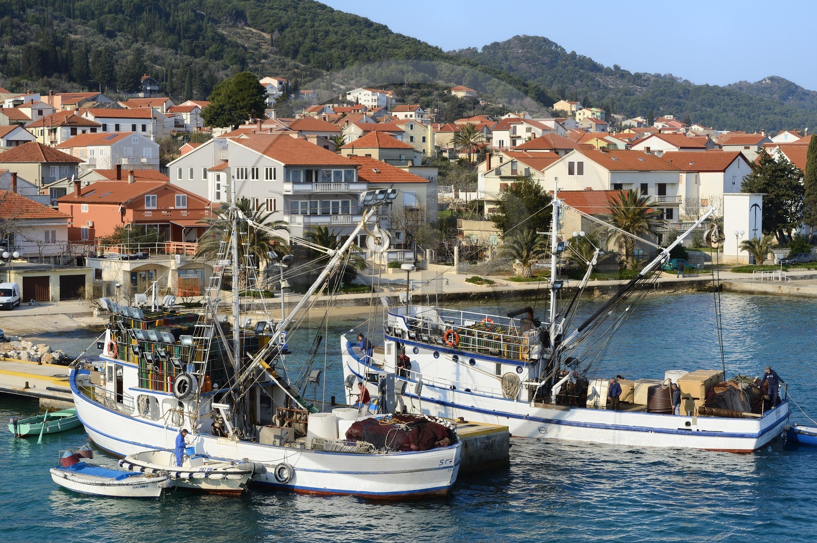 Croatie, Dalmatie, côte dalmate, Ile d’Ugljan, Preko, retour de pêche au thon