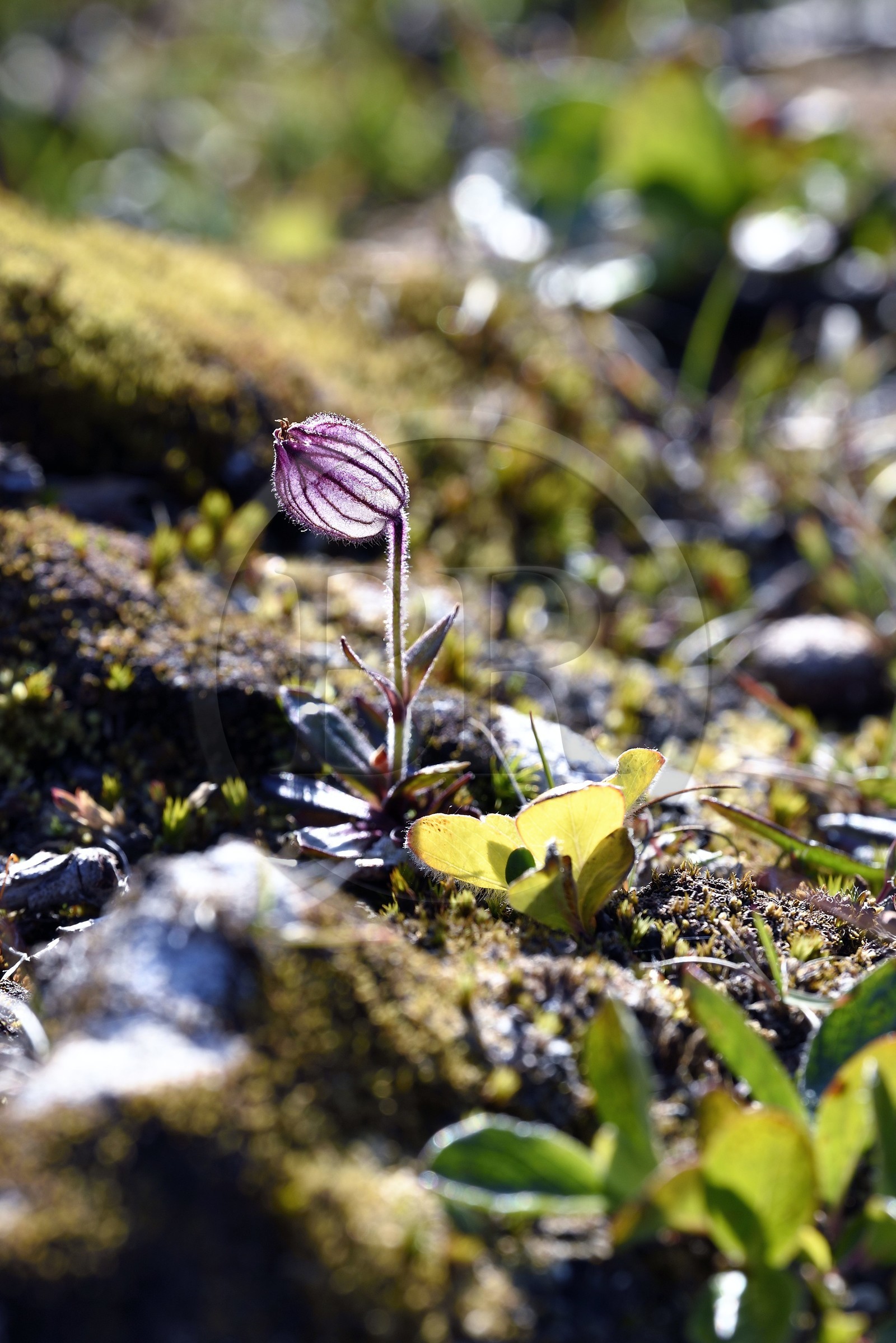 Groenland, cote Nord-Ouest, Smith sound au nord de la baie de Baffin, Inglefield Land, site de Etah, fleur de l'Arctique (Melandrium apetalum) qui pousse dans la toundra