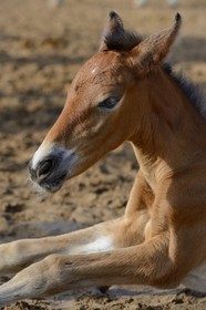 Spain, Andalusia, Seville Province, Utrera, the Ayala stud farm (Yeguada Ayala), Andalusian horse also known as the Pure Spanish Horse or PRE (Pura Raza Espanola), foal