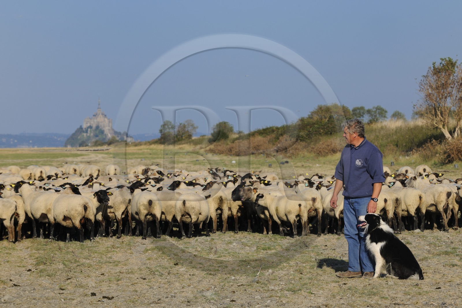 France, Ille et Vilaine, salt marshes of the Mont Saint Michel, Yannick Frain, farmer breeder of salt marshes sheep