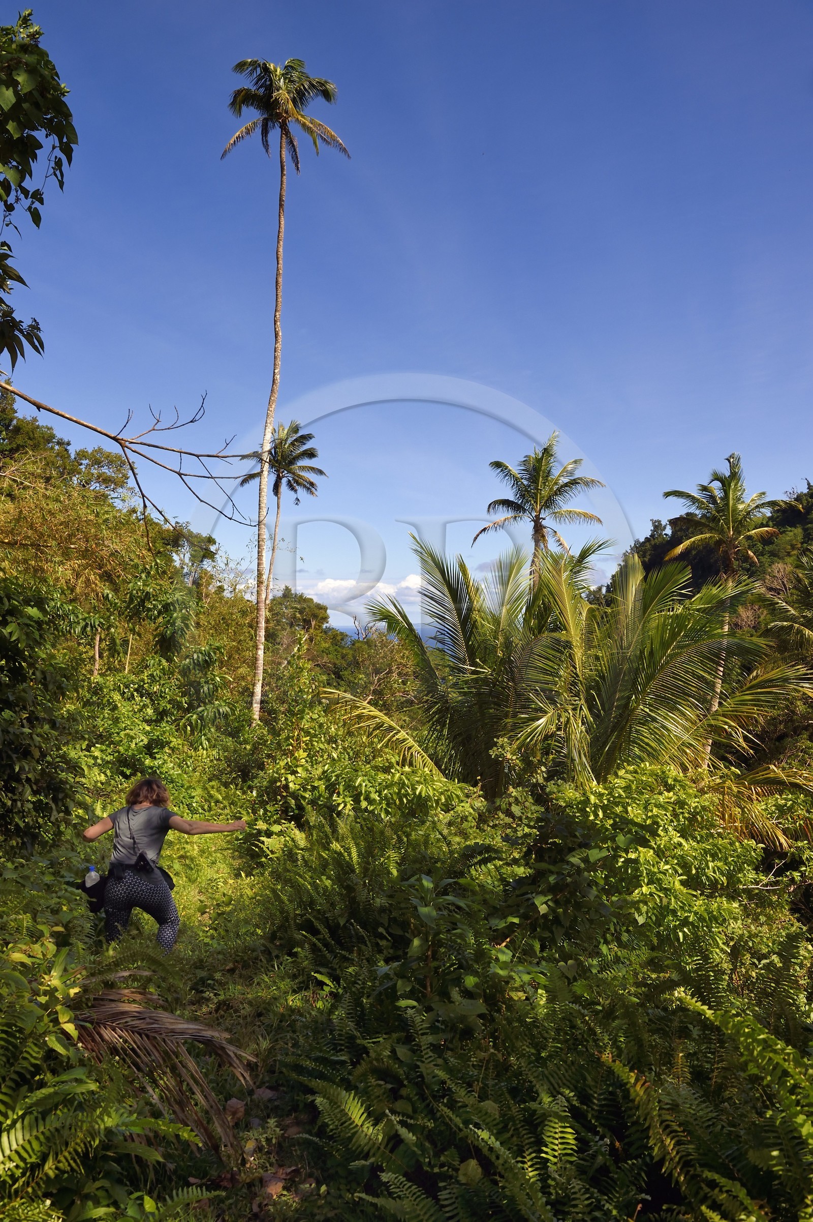 Caraïbes, Ile de la Dominique, randonneur sur le segment 13 du Waitukubuli National Trail dans le nord de l'île entre Pennville et Capuchin
