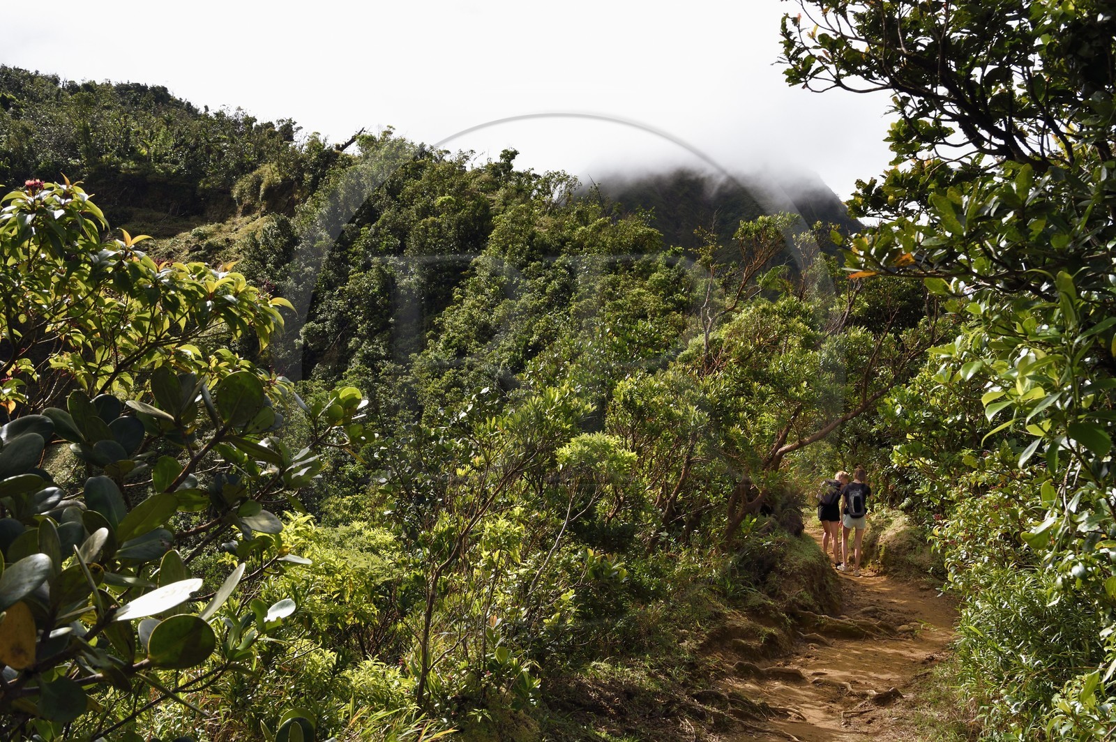Caraïbes, Ile de la Dominique, Castle Bruce, Parc national du Morne Trois Pitons classé Patrimoine Mondial de l'UNESCO, randonneurs sur le sentier traversant la forêt tropicale et menant à la la Vallée de la Désolation puis au Boiling Lake
