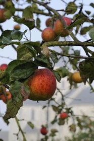 France, Seine-Maritime (76), Saint-Martin-de-Boscherville, Abbaye Saint-Georges de Boscherville du XIIe siècle, pommier